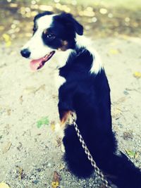 Dog standing on field