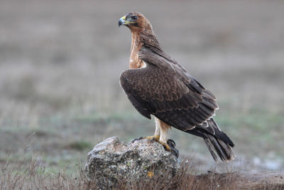 Close-up of bird perching on wood