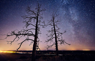 Silhouette of tree at night