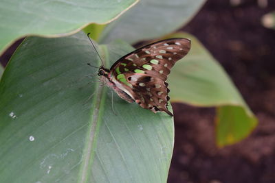 Close-up of butterfly perching on leaf