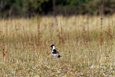 Bkack-and-white blacksmith plover in dry yellow grass