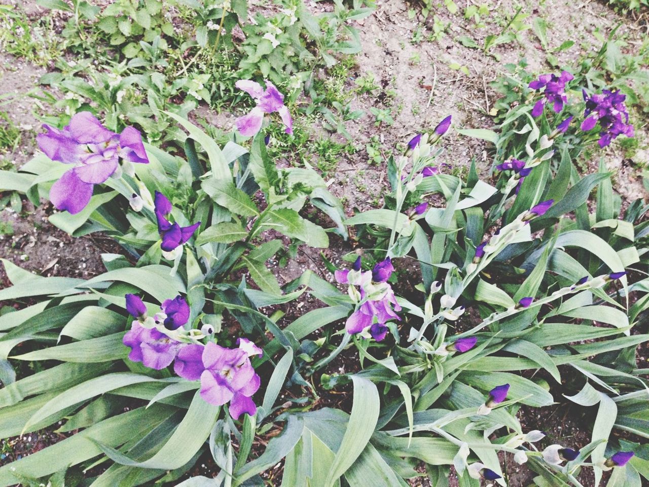 flower, freshness, purple, growth, fragility, plant, leaf, beauty in nature, petal, blooming, nature, flower head, green color, in bloom, high angle view, park - man made space, pink color, day, outdoors, field