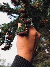 Cropped hand holding pine needles