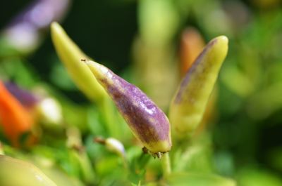 Close-up of purple flower