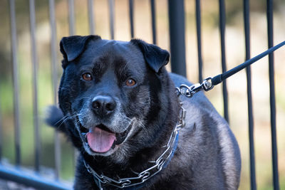 Close-up portrait of a dog