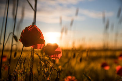 Close-up of red poppy flower on field