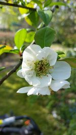 Close-up of white flowers