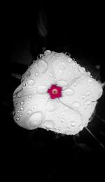 Close-up of pink flower blooming in pond