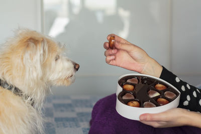 Dog looking at woman eating valentines day chocolate