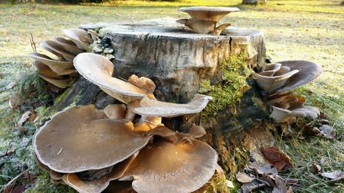 Close-up of stone wall