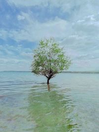 Tree by sea against sky