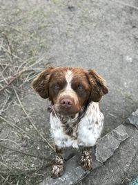 Portrait of puppy sitting outdoors