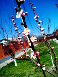 Low angle view of flower tree against sky