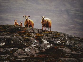 Sheep on rocky mountain peak