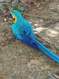 Blue bird perching on wood