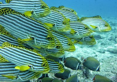 Close-up of fish swimming in sea