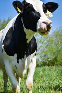 High angle view of cow on field