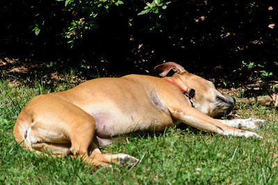 Dog sleeping on grass