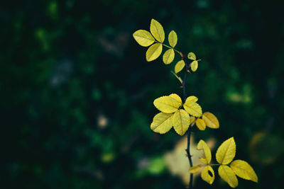 Close-up of yellow flowering plant