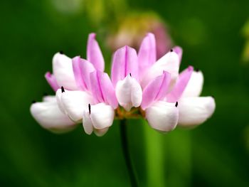 Close-up of white flowers