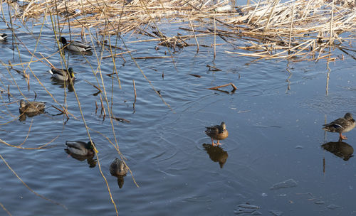 High angle view of ducks swimming in lake