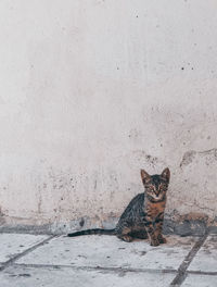 Portrait of cat sitting against wall