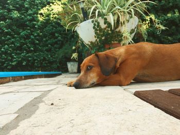 Dog lying down