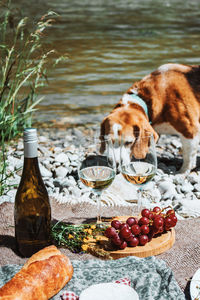 Rustic picnic on the coast with two wine glasses, bottle, baguette and cheese. rest with dog.