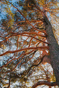 Low angle view of tree