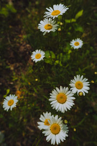 Close-up of white daisy flowers