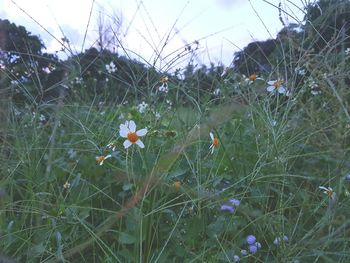 Close-up of flowers growing in park