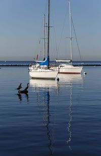 Sailboats in marina