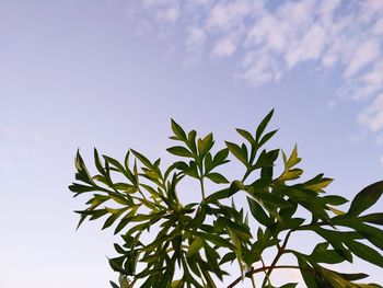 Low angle view of leaves against sky