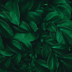 Full frame shot of green leaves