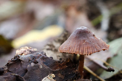 Close-up of mushroom growing on land