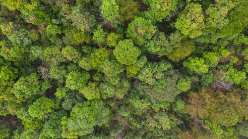 Full frame shot of fresh green plants