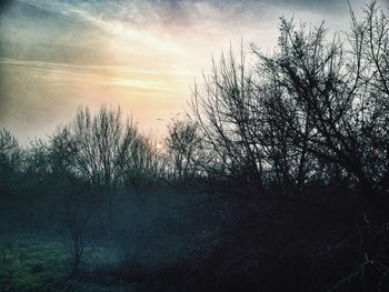 Bare trees against cloudy sky