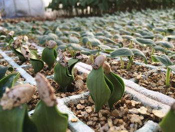Close-up of fresh cactus plants