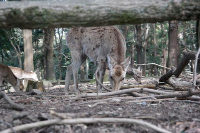 View of a tree trunk in forest