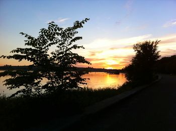 Silhouette of trees at sunset