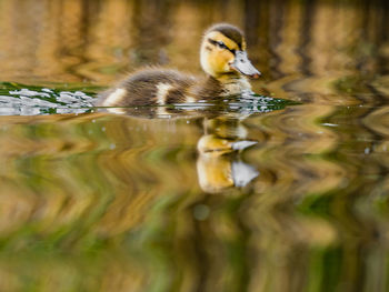 Duck swimming in lake