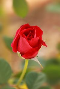 Close-up of red rose