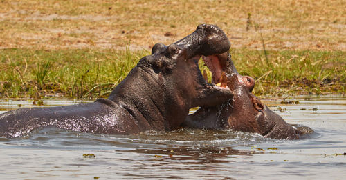 Hippos playing with each other in the water