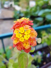 Close-up of fresh yellow flower blooming outdoors