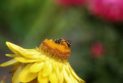 Close-up of insect on yellow flower