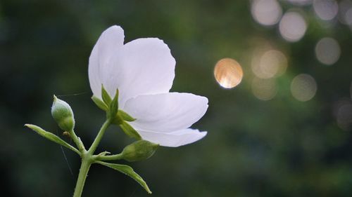 Close-up of white flowering plant