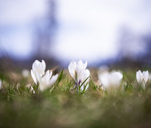 Close-up of purple crocus flowers on field