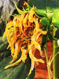 Close-up of wilted sunflower plant