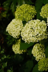 Close-up of fresh green leaves