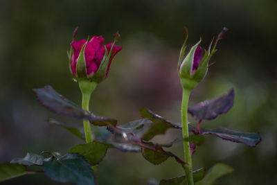 Close-up of pink flowering plant